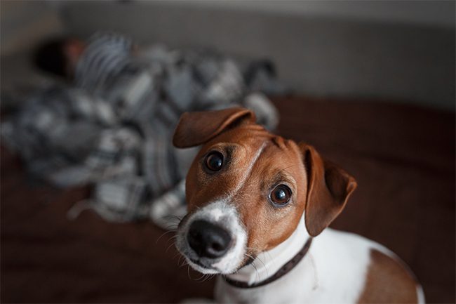 What Are The Signs Of A Dog In Pain