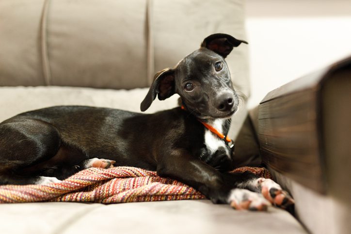 Puppy With Tilted Head And Crossed Paws Lying On Sofa