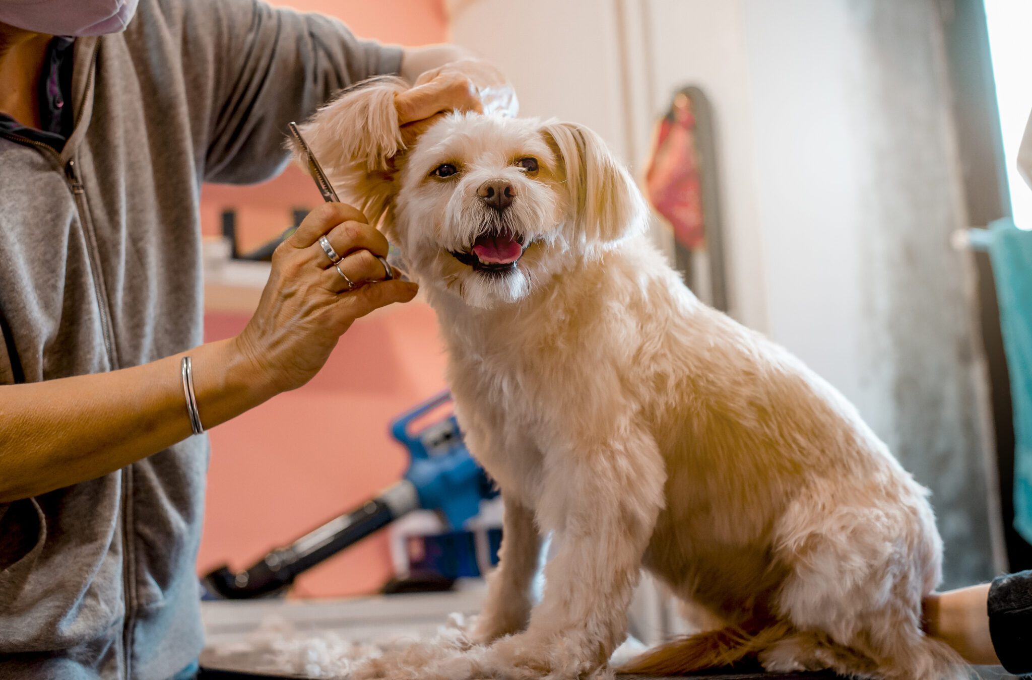 Benefits Of Dog Grooming