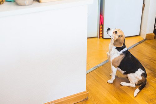 Christmas Foods Dogs Should Not Eat