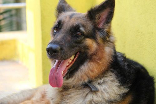 Heat Exhaustion In Dogs