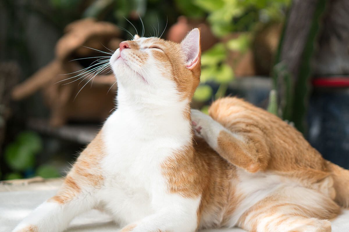 Cat Itching