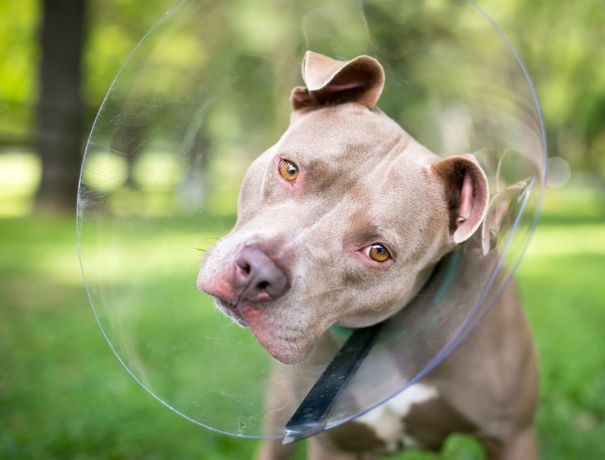 Curious Dog Wearing A Clear Surgery Cone