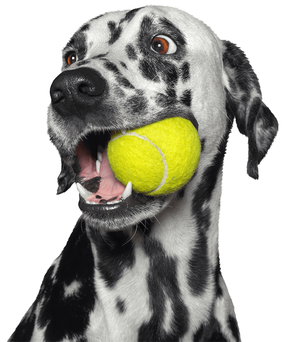 Dalmation With Ball
