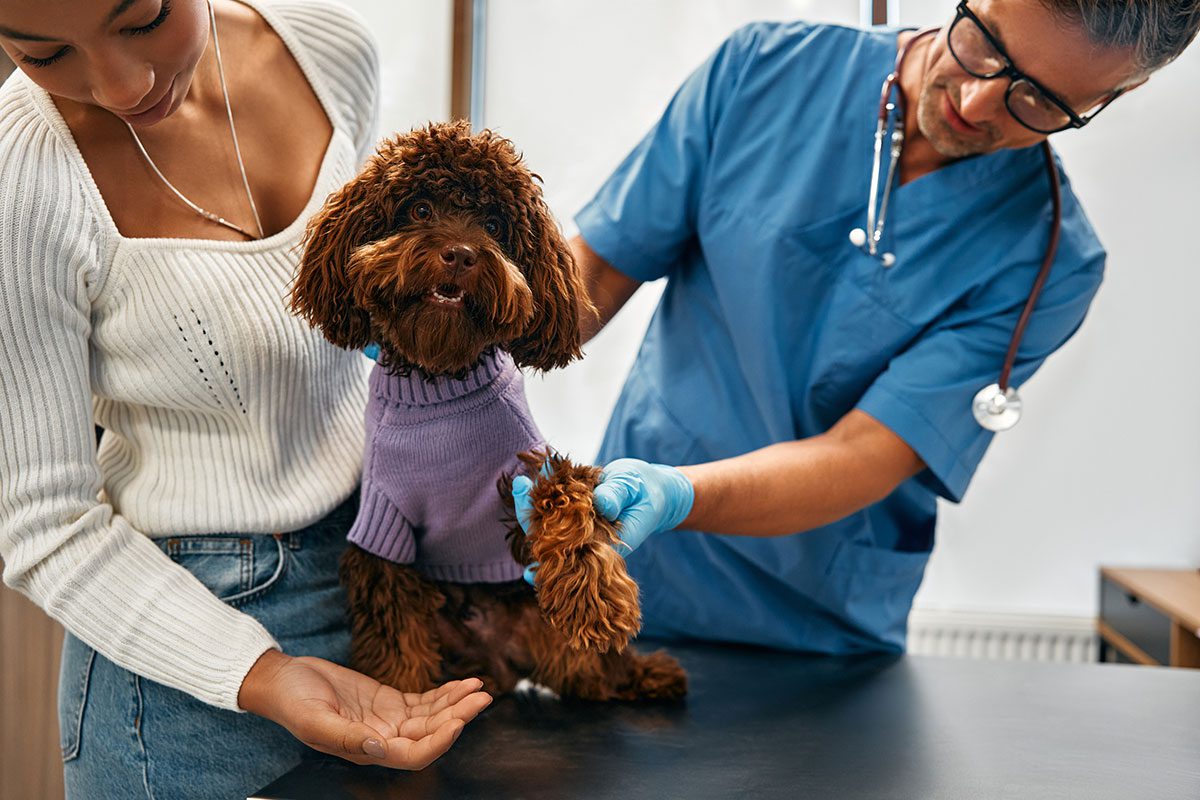 Dog Getting A Vaccine