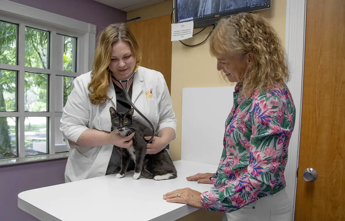 Veterinarian Checking Cat's Vitals
