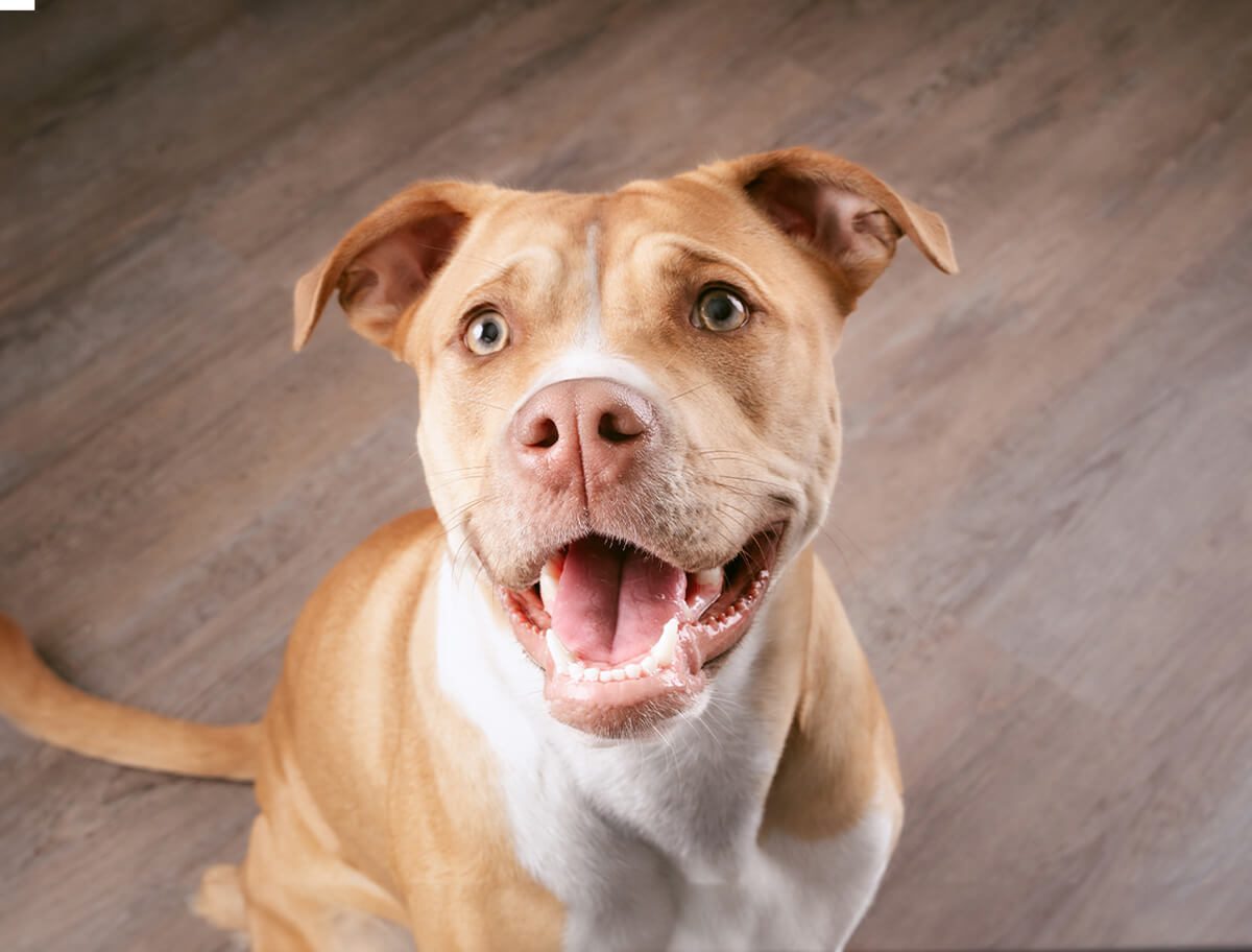 Brown Pitbull Looking Up