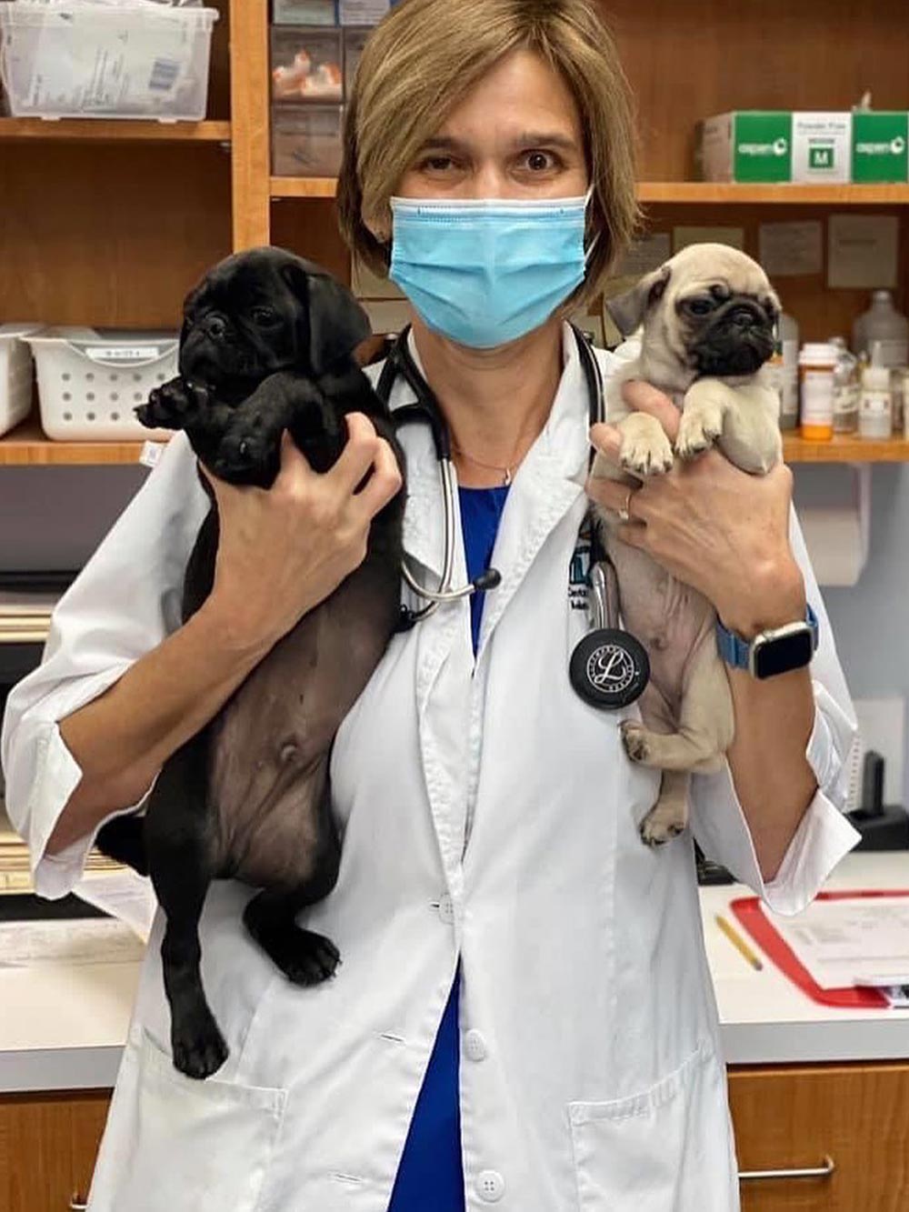 Doctor Holding Two Small Pug Puppies