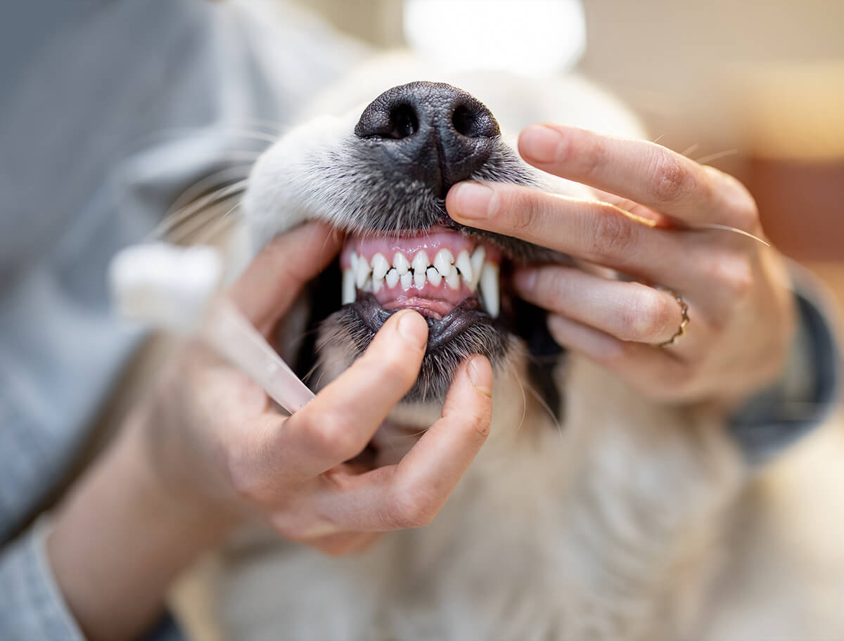 Dog Teeth Cleaning Services