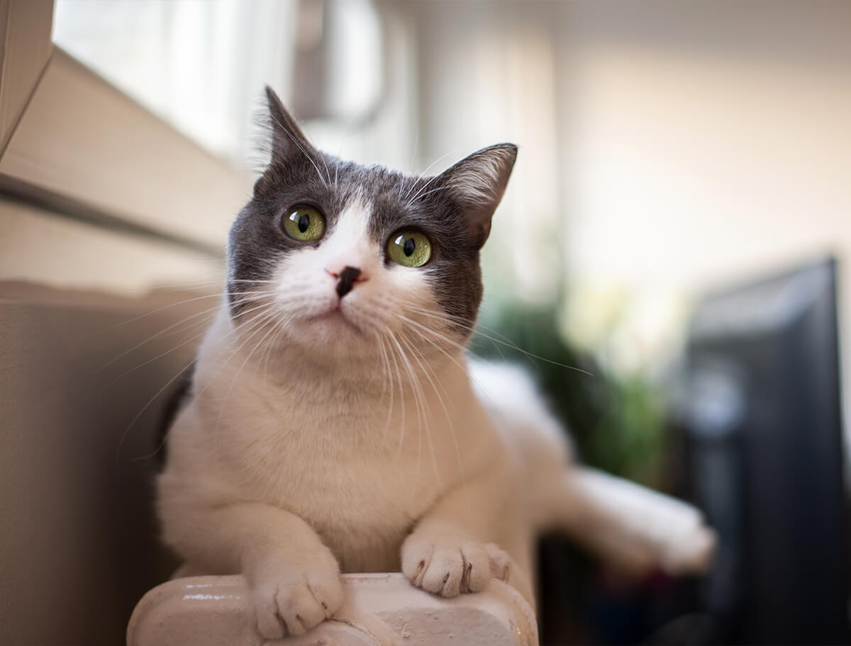 Gray And White Cat Sitting Peacefuly