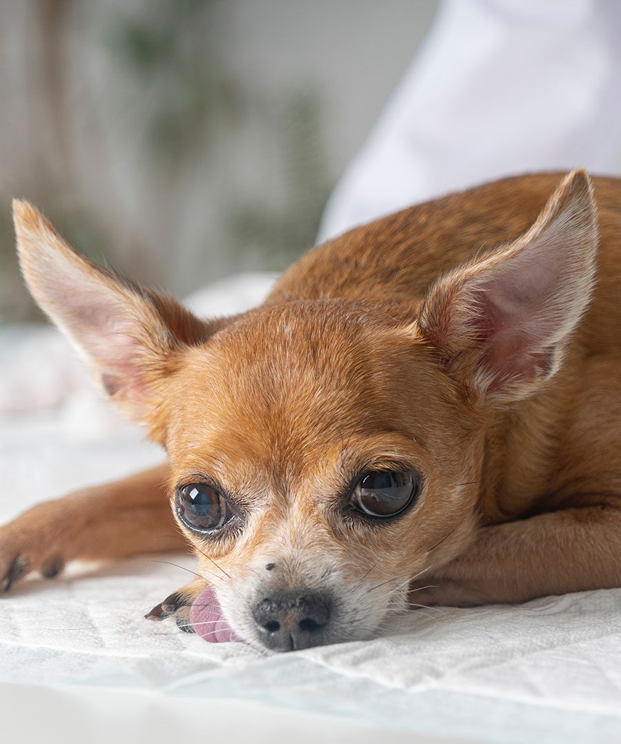 Old Sad Chihuahua