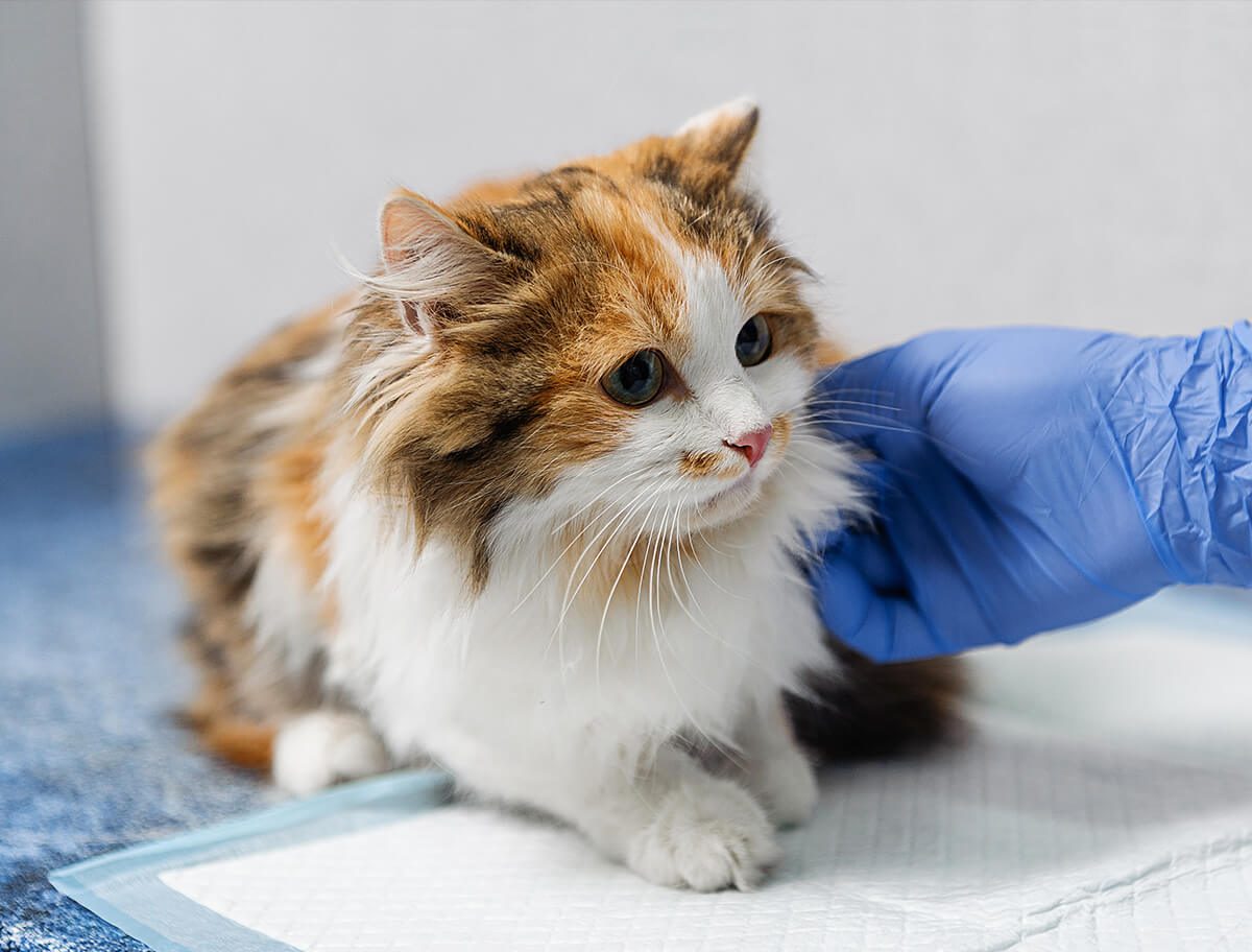 Small Kitten Getting Exam