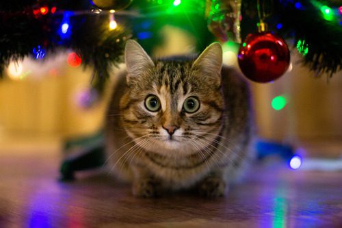 brown-striped-cat-under-christmas-tree