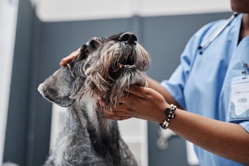 vet-examining-dog's-snout-at-clinic