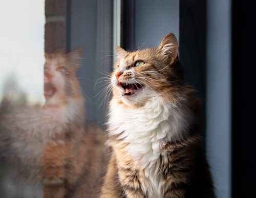 cat-chirping-in-the-window