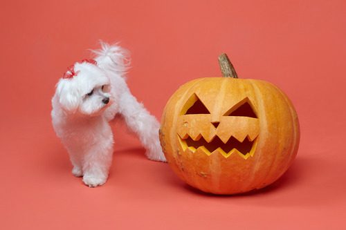 small-white-dog-looking-at-jack-o-lantern-pumpkin