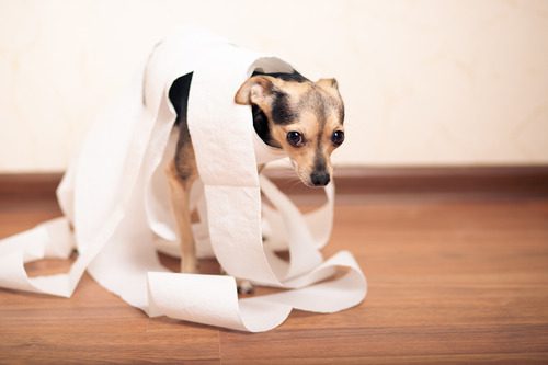 chihuahua-dog-covered-in-toilet-paper