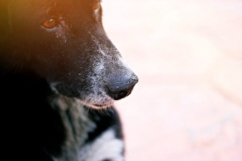 close-up-of-black-dog-with-dry-nose-sitting-on-the-ground