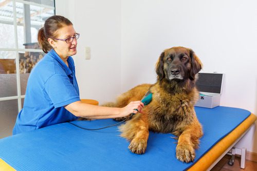 vet-tech-administering-laser-therapy-on-dog