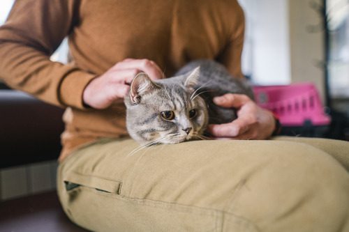 concerned-pet-owner-holding-cat-in-her-lap