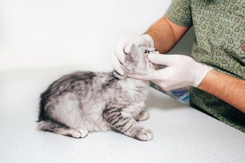 vet-examining-gray-cat's-eye-at-clinic