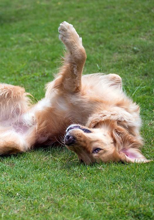 dog rolling around in the grass