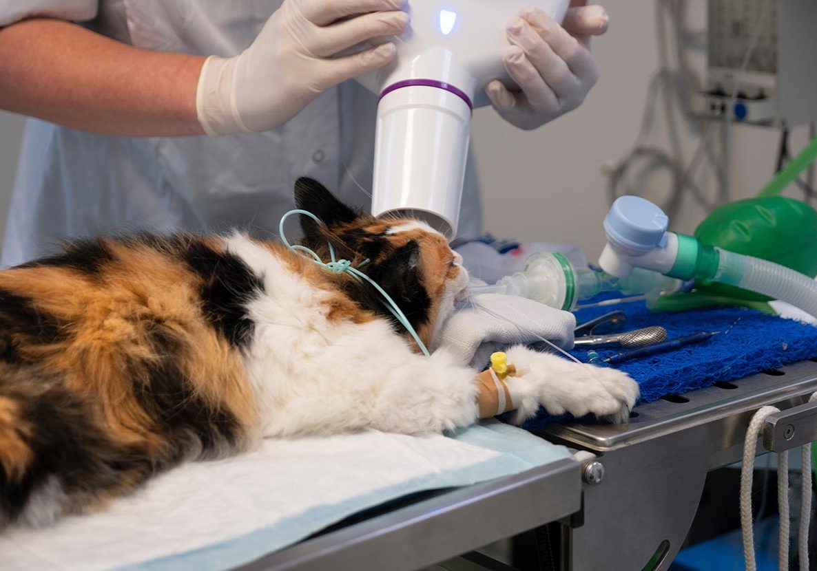 Cat Getting Xray Of Teeth