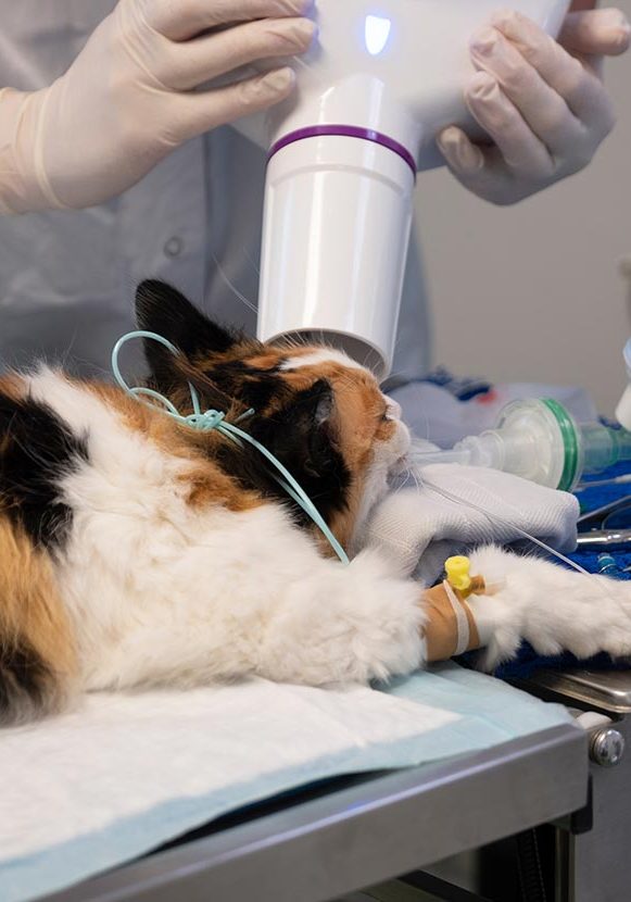 Cat Getting Xray Of Teeth