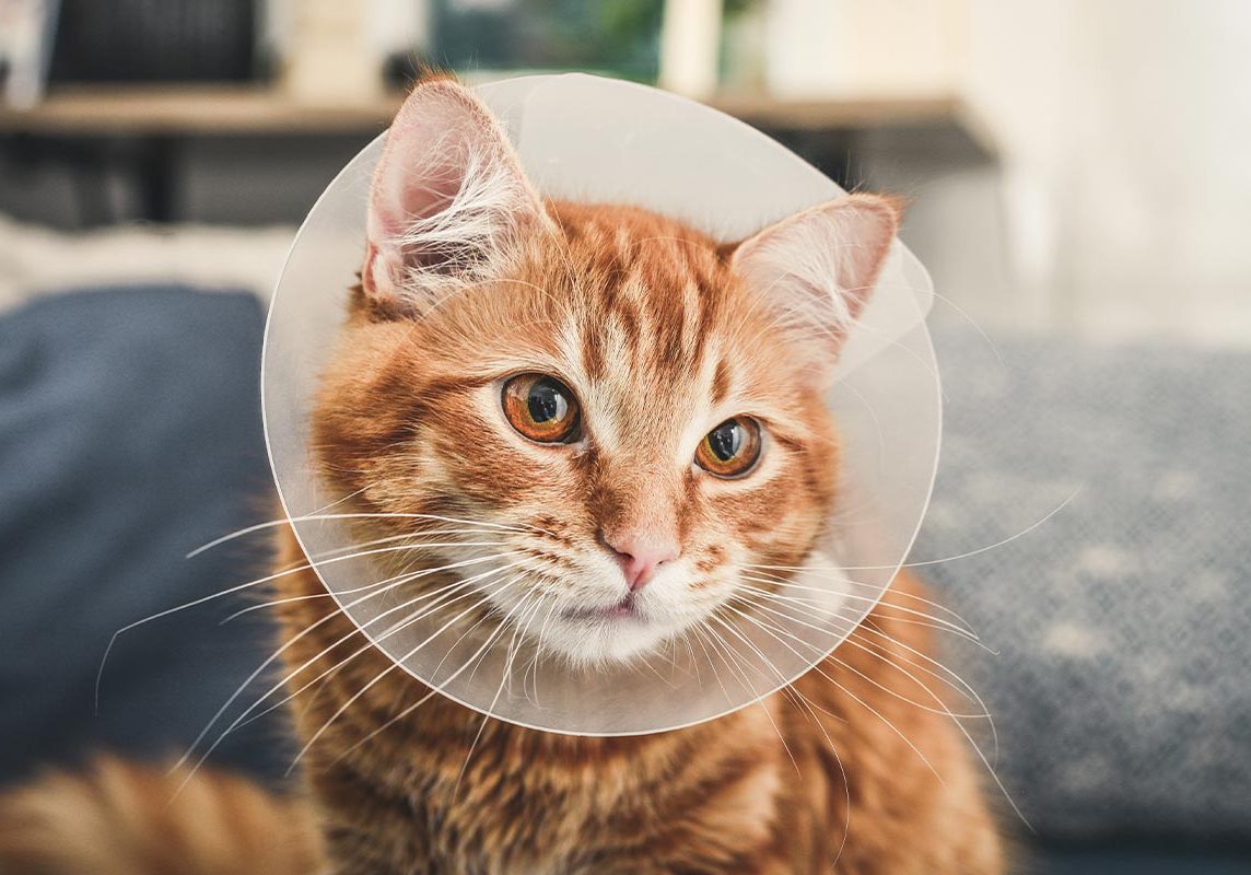 Cat Wearing A Cone Around Neck After Surgery