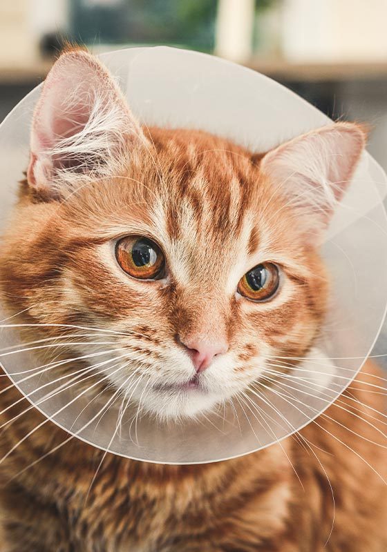 Cat Wearing A Cone Around Neck After Surgery