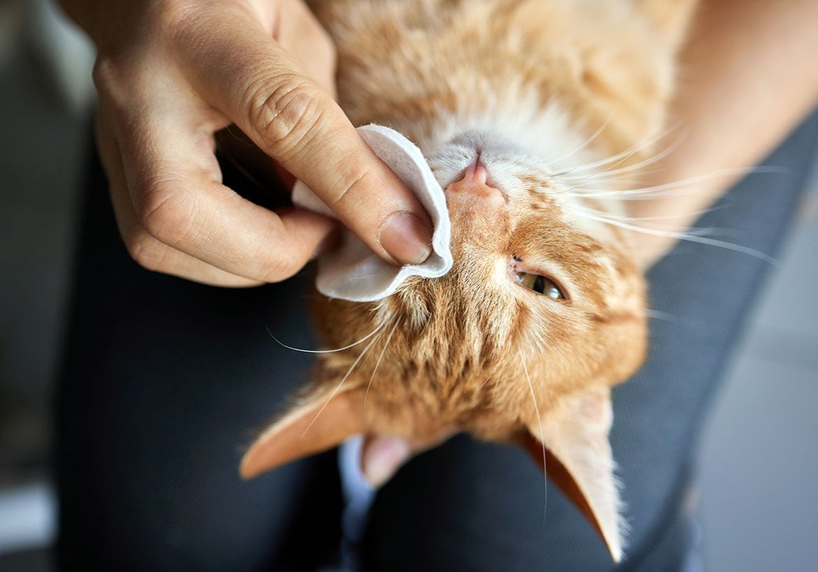 Cat With Eye Allergies