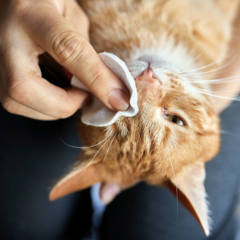 Cat With Eye Allergies