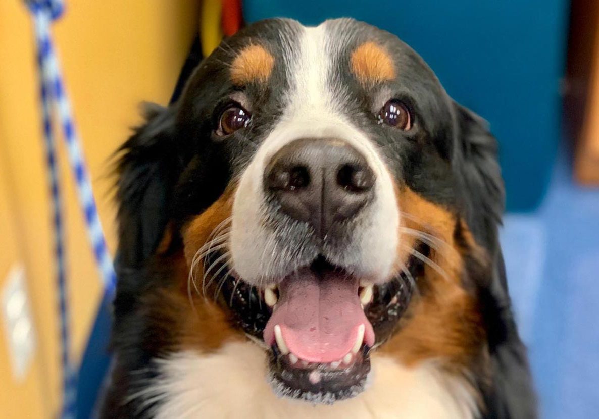Close Up Of Happy Australian Shepherd Dog
