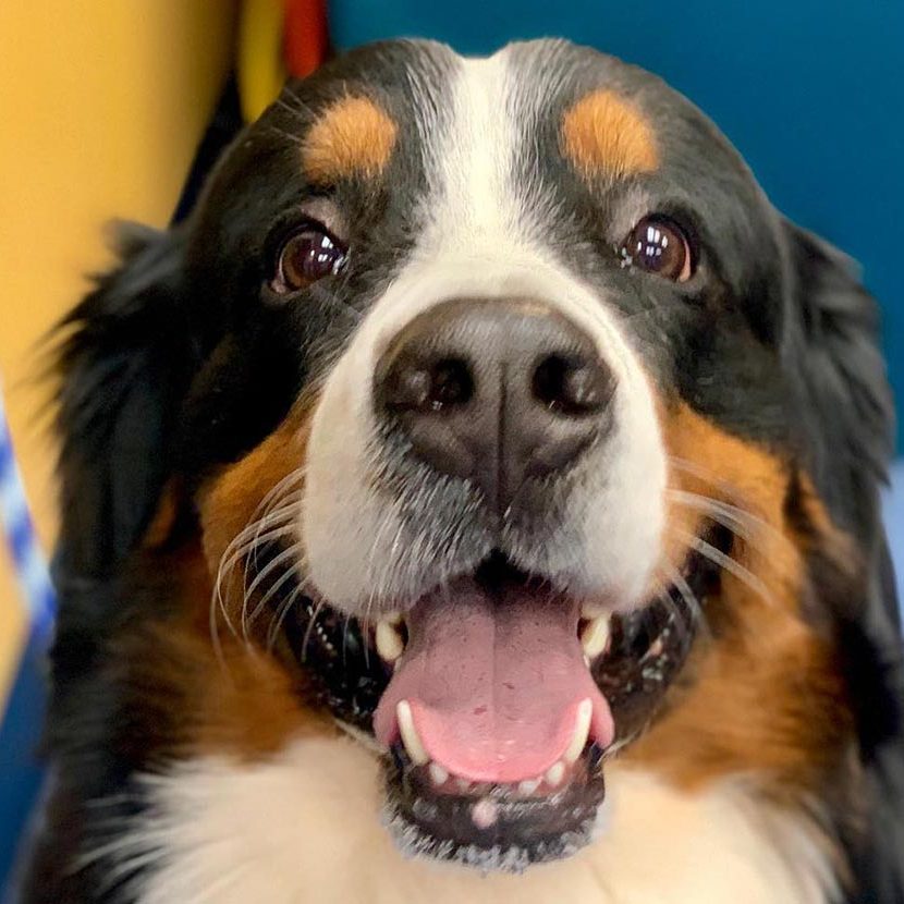 Close Up Of Happy Australian Shepherd Dog