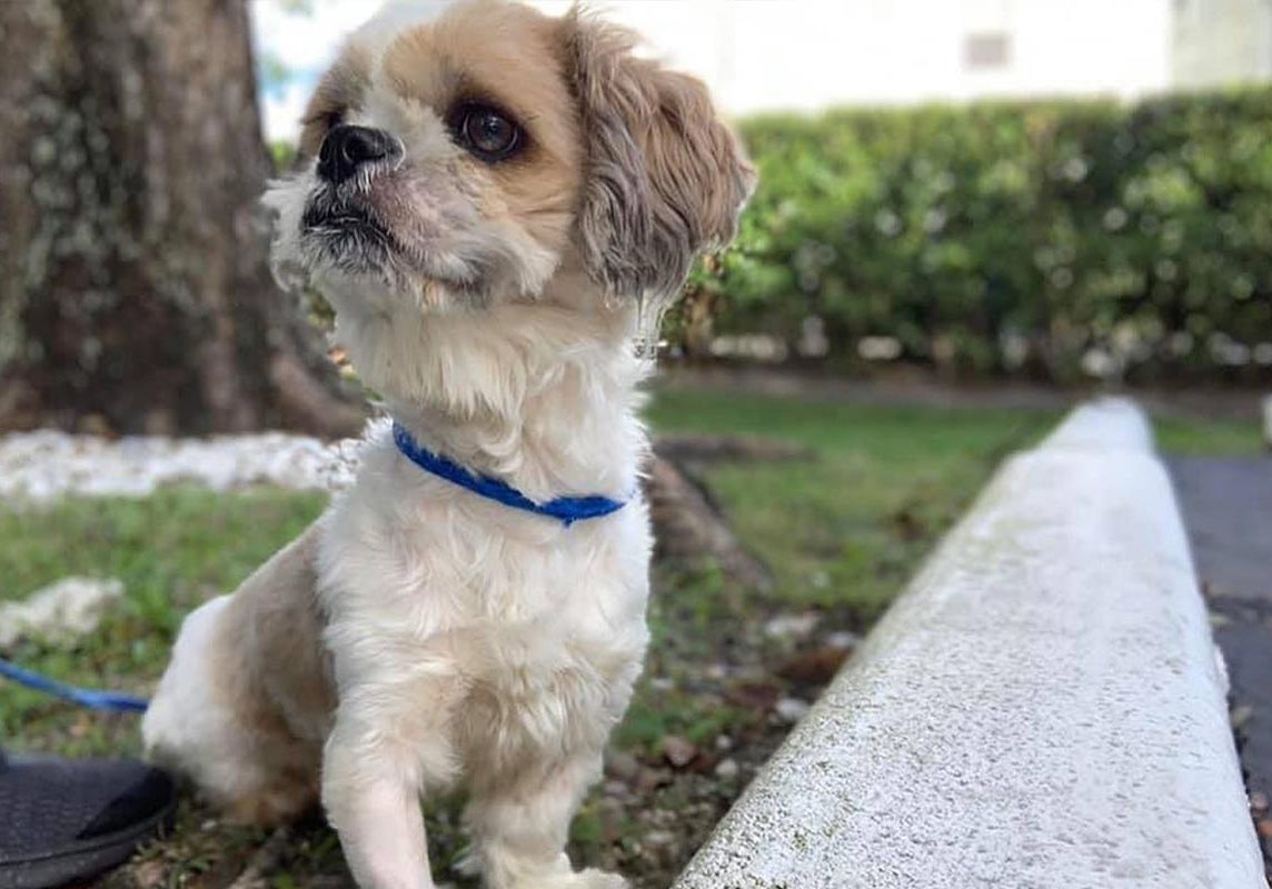 Close Up Of Small Fluffy Dog Outside Mobile