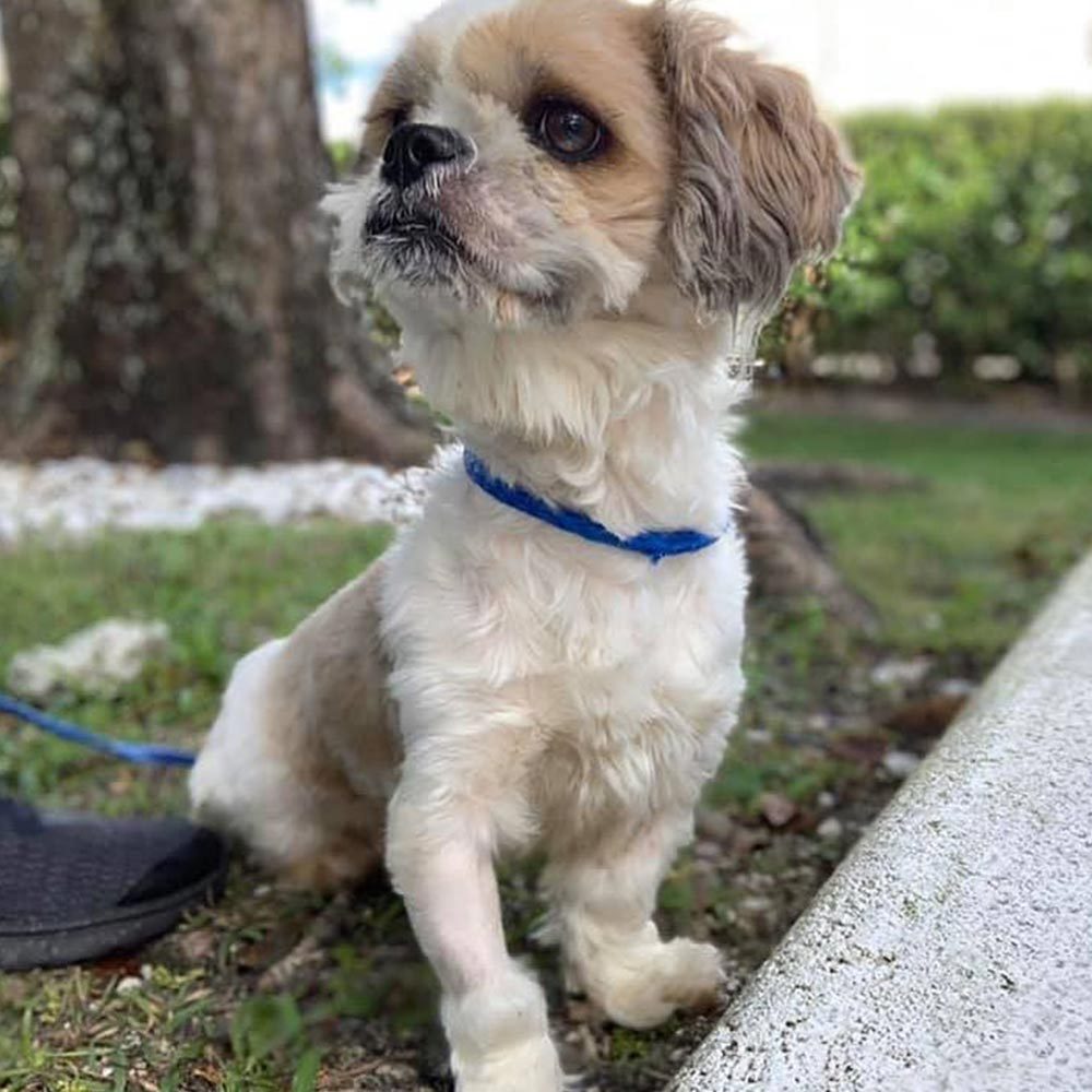 Close Up Of Small Fluffy Dog Outside