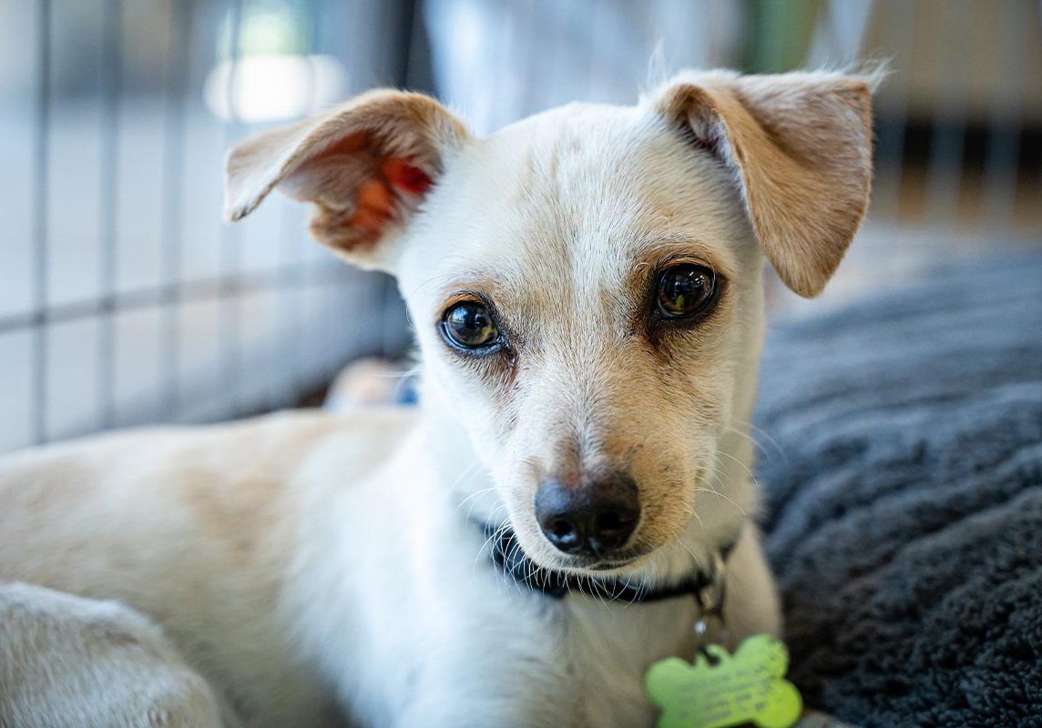 Close Up Of Small Jack Russell Terrier Puppy Sitting In Cage