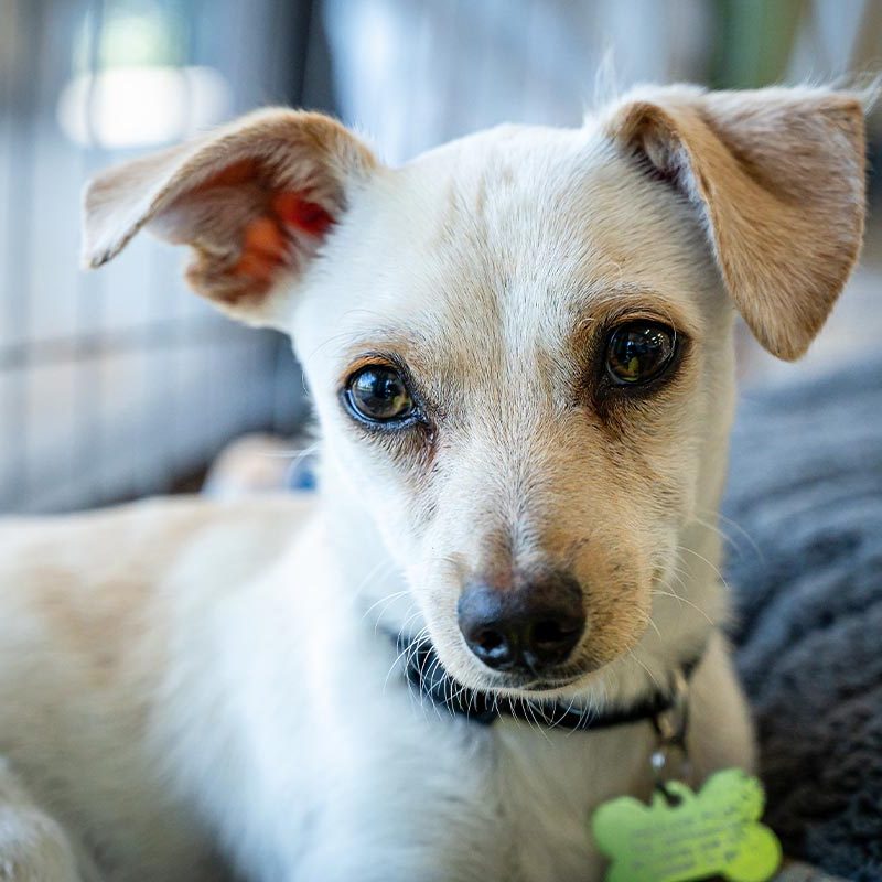 Close Up Of Small Jack Russell Terrier Puppy Sitting In Cage