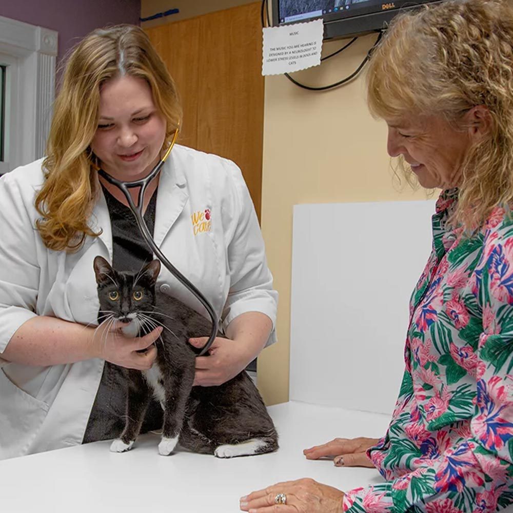 Doctor Checking Black Cats Heartbeat Square