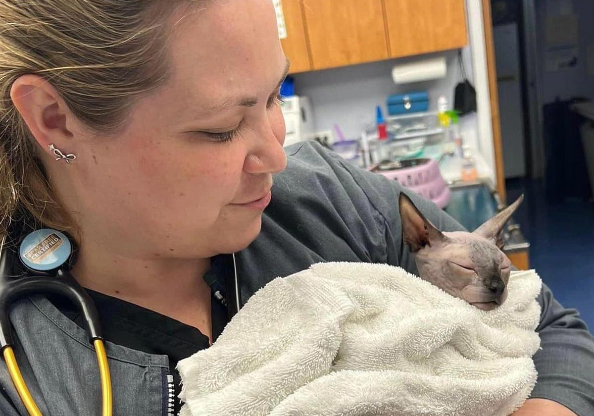 Doctor Holding Small Hairless Cat Mobile