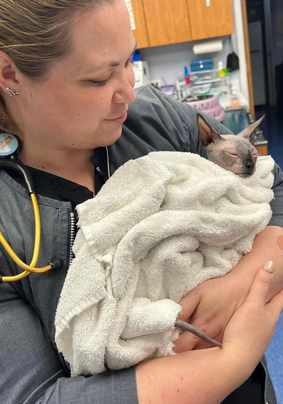 Doctor Holding Small Hairless Cat