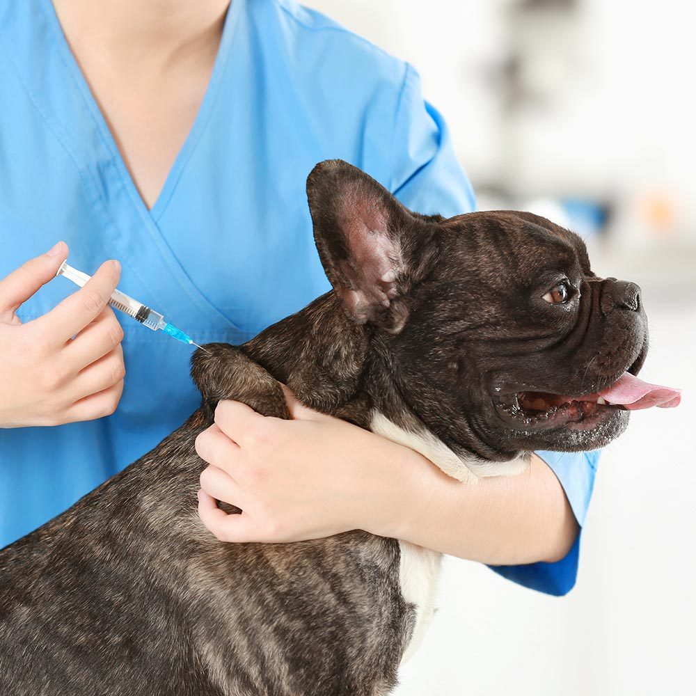 Doctor Vaccinating French Bulldog Square