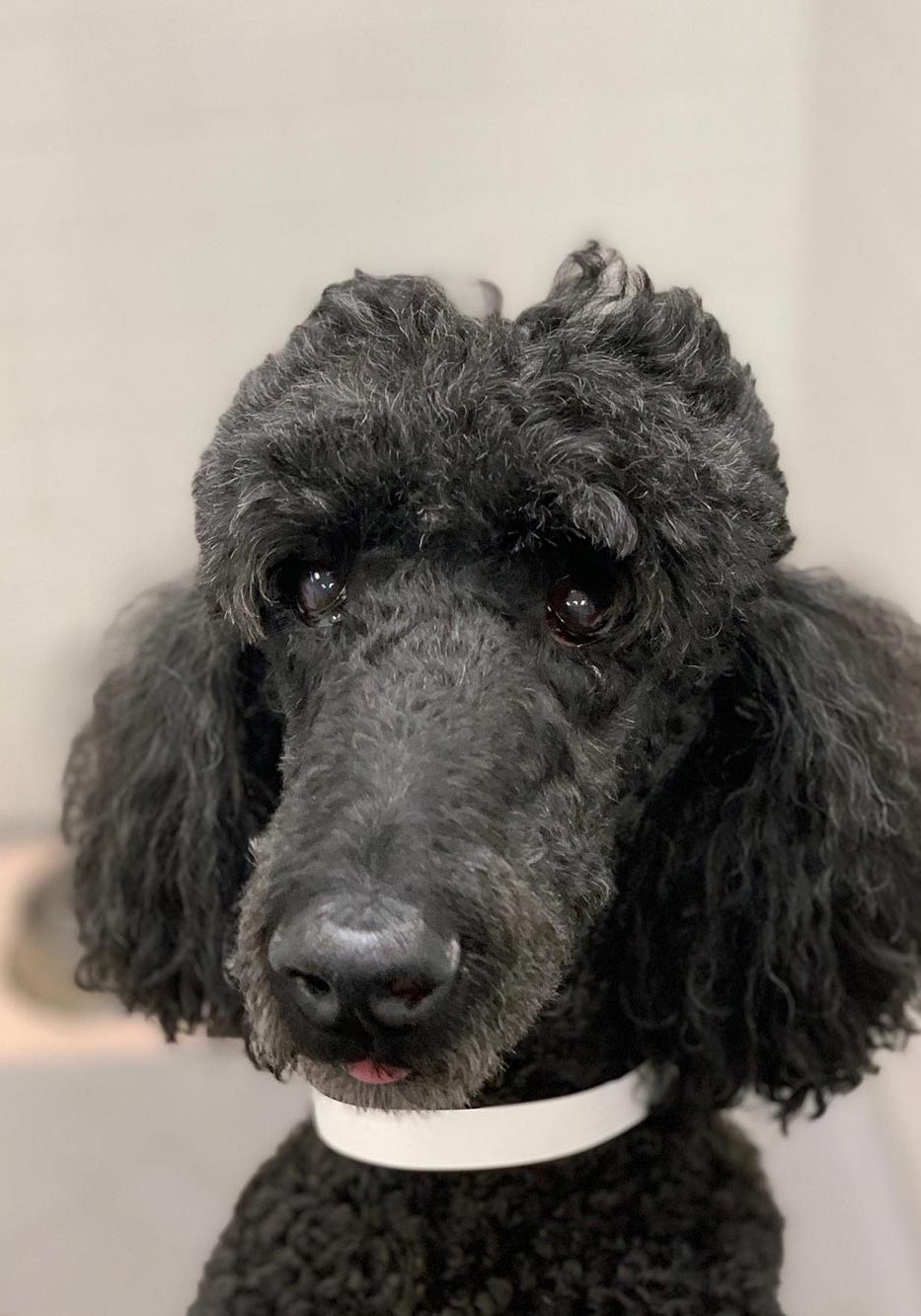 Dog And Cat Grooming In Plantation Fl