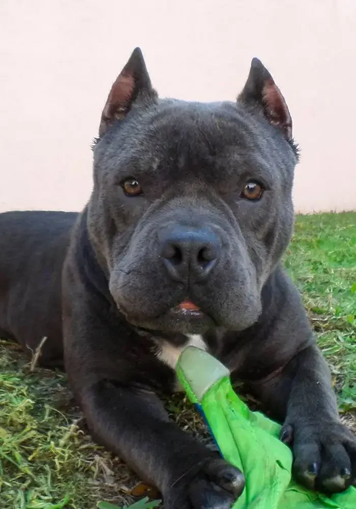 dog playing with toy at dog daycare