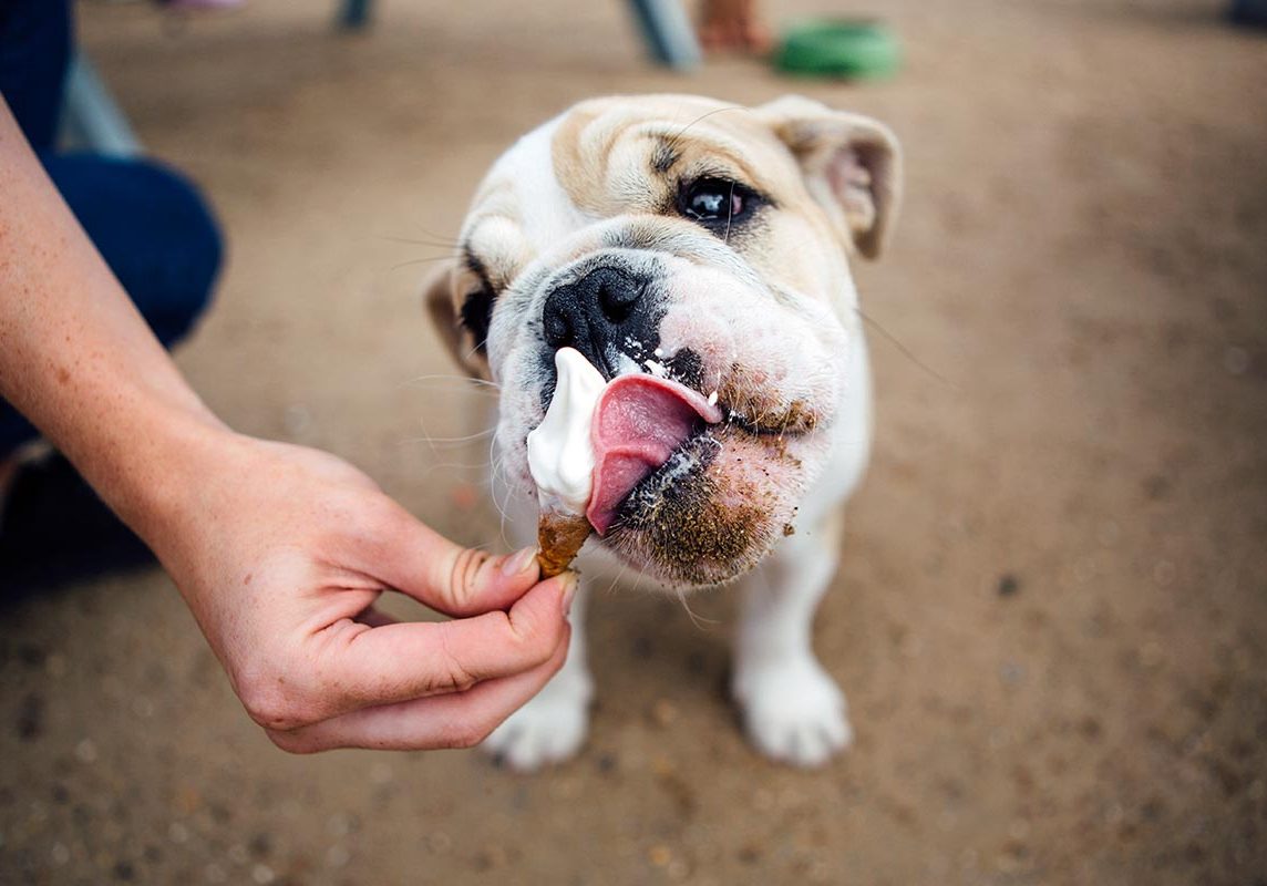 Dog Eating Ice Cream