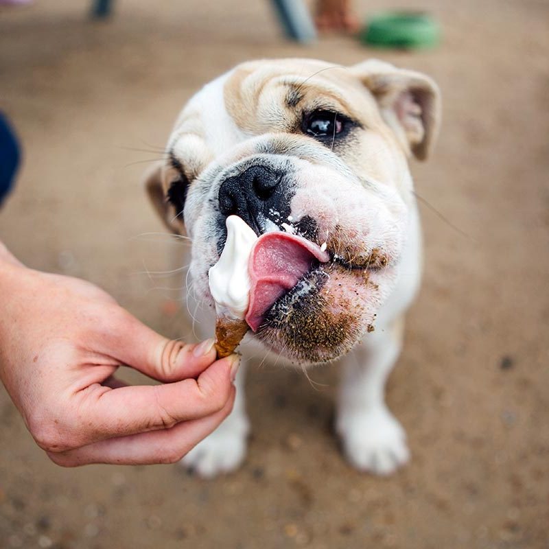 Dog Eating Ice Cream