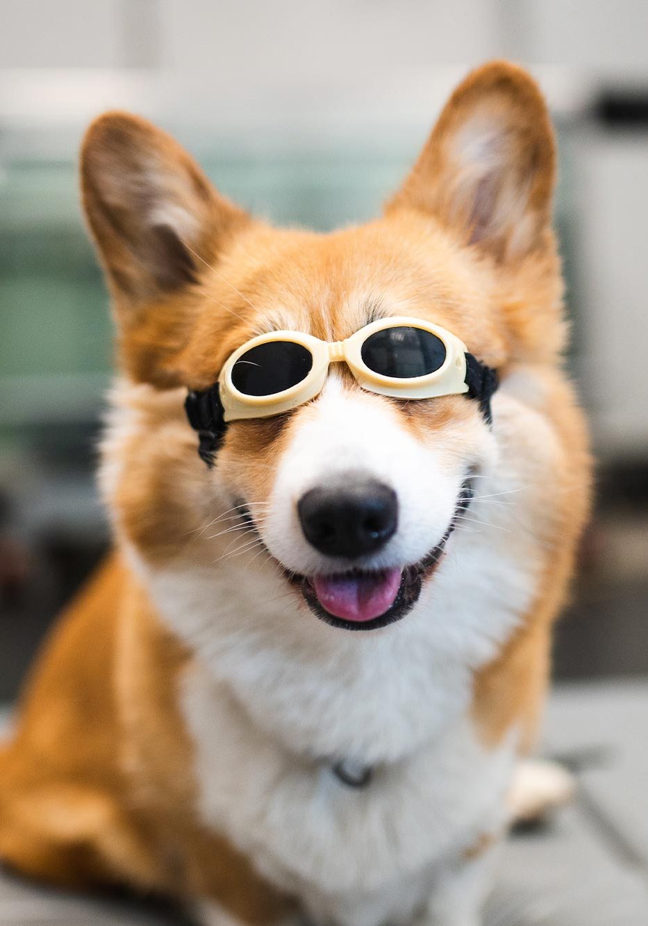 Dog Laser Therapy In Plantation Fl