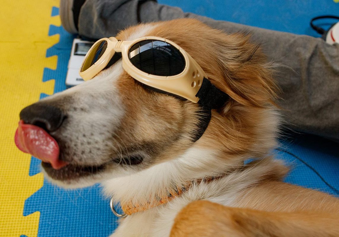 Dog Licking Nose While Wearing Laser Therapy Glasses