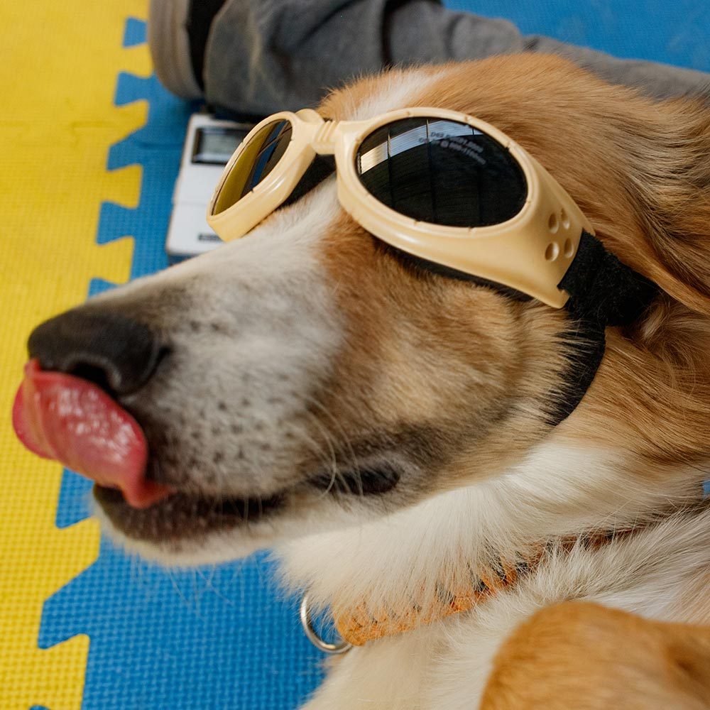 Dog Licking Nose While Wearing Laser Therapy Glasses Square