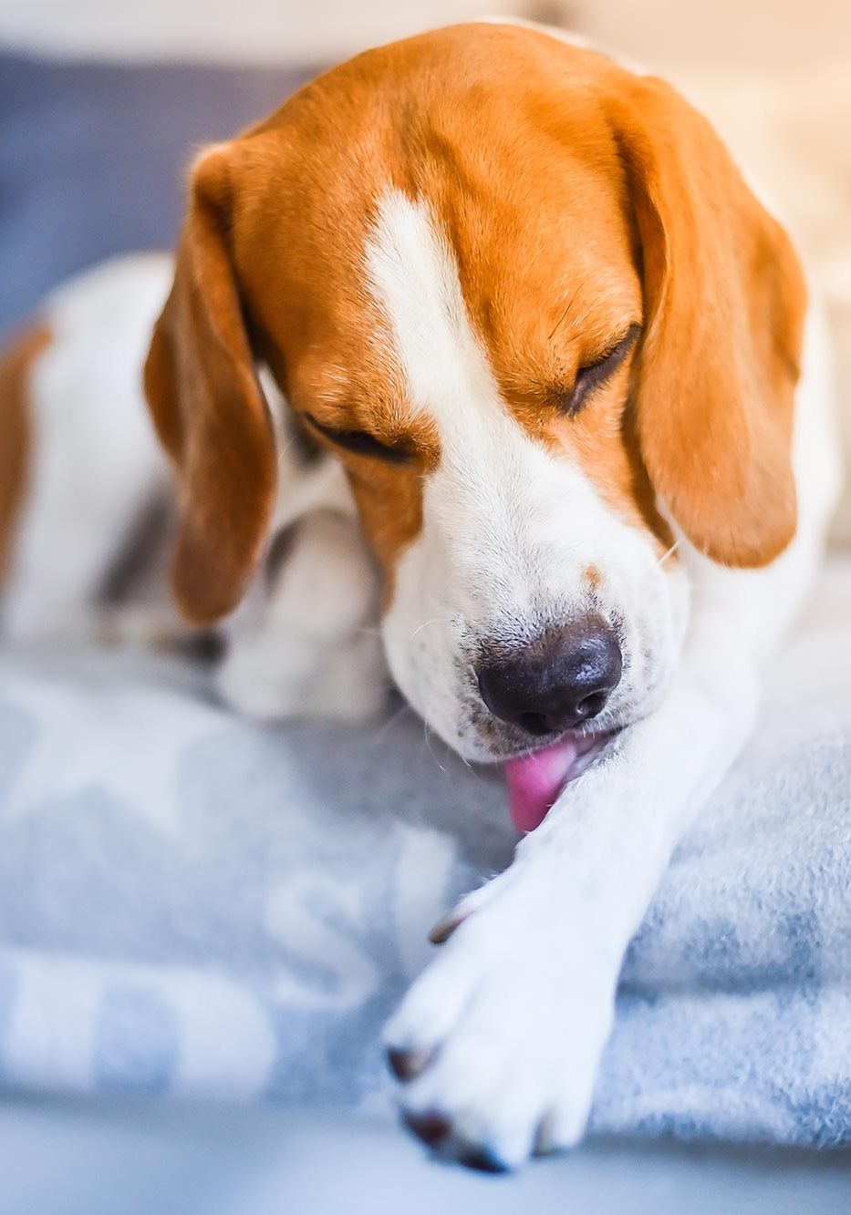 beagle dog sitting on couch licking itchy spot on leg